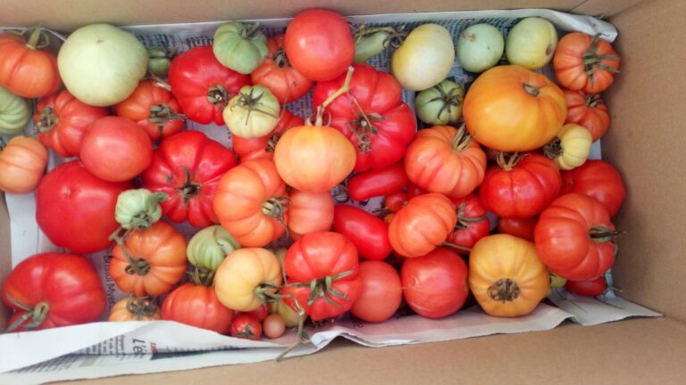 On Plante Aux Babadines De Trouy Les Babadines